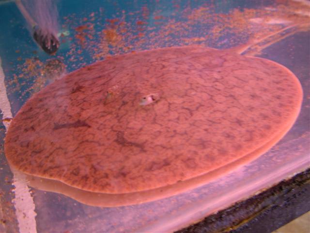 Discus ray