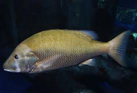 Dog snapper