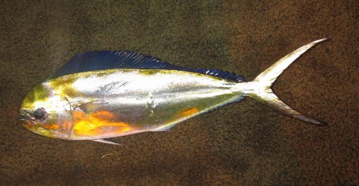 Dolphin pompano