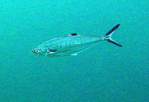 Doublespotted queenfish