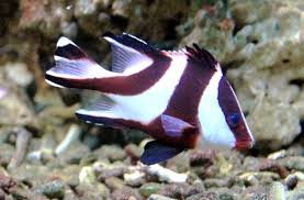 Emperor snapper