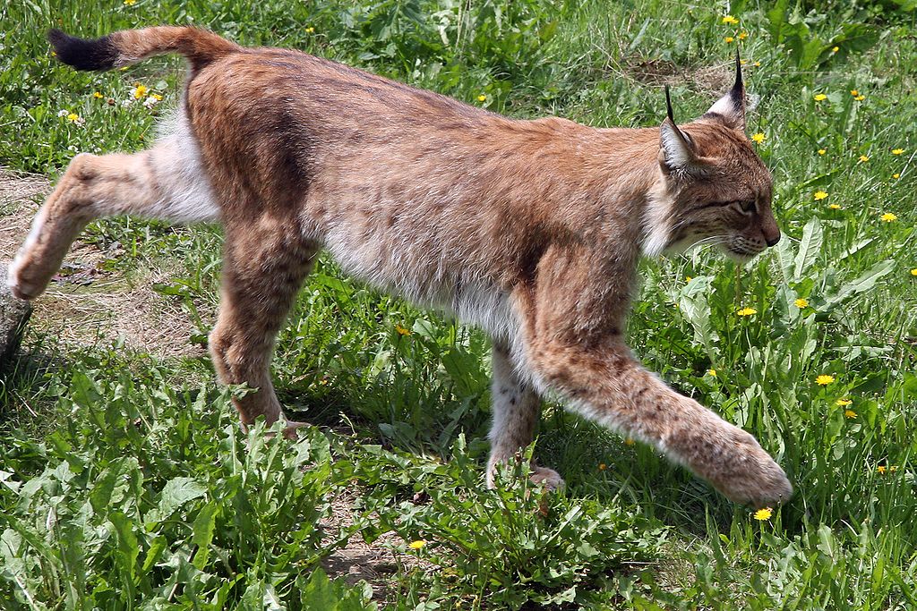Eurasian lynx