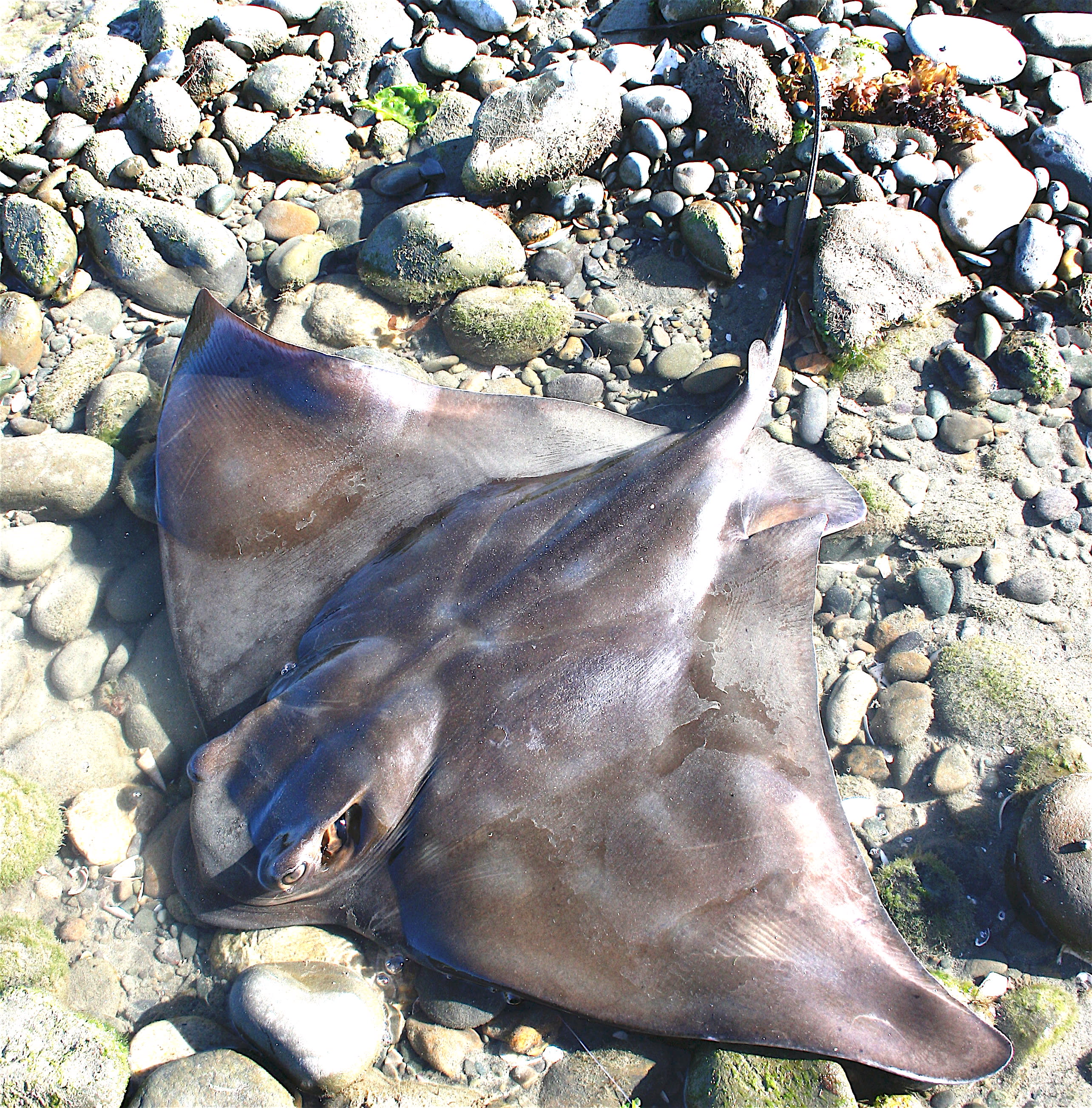 Eagle ray