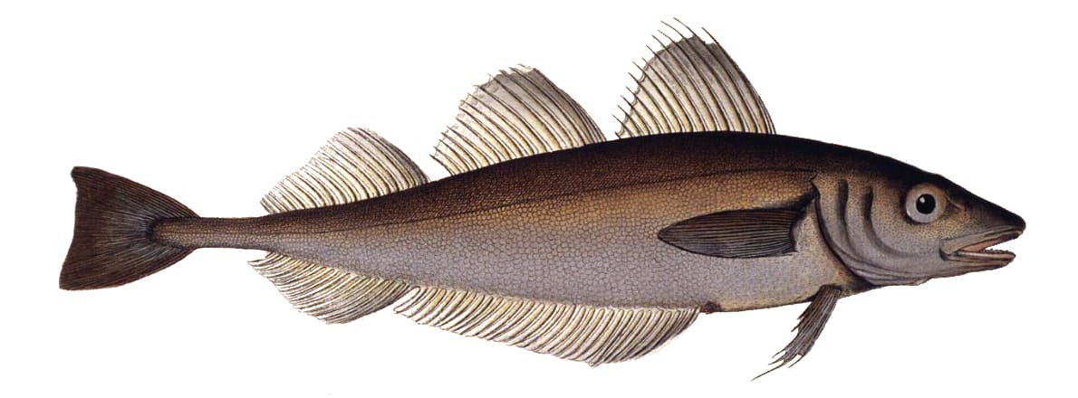 European whiting