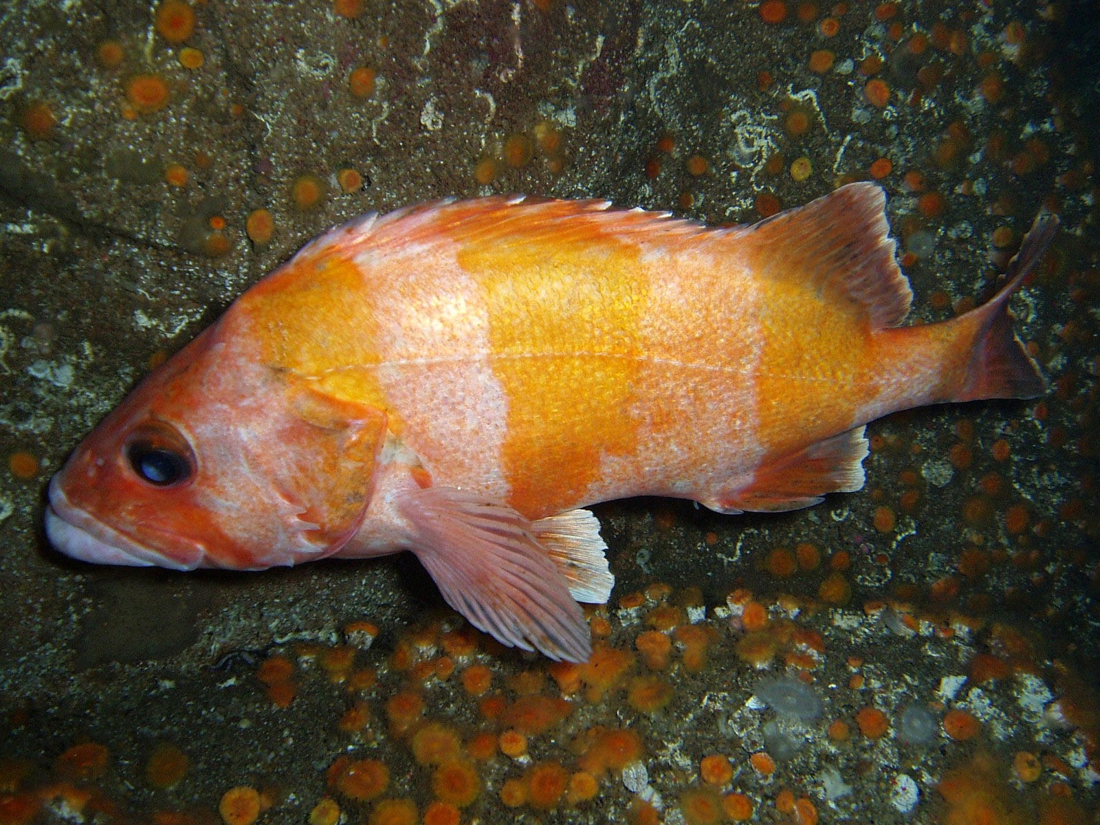 Flag rockfish