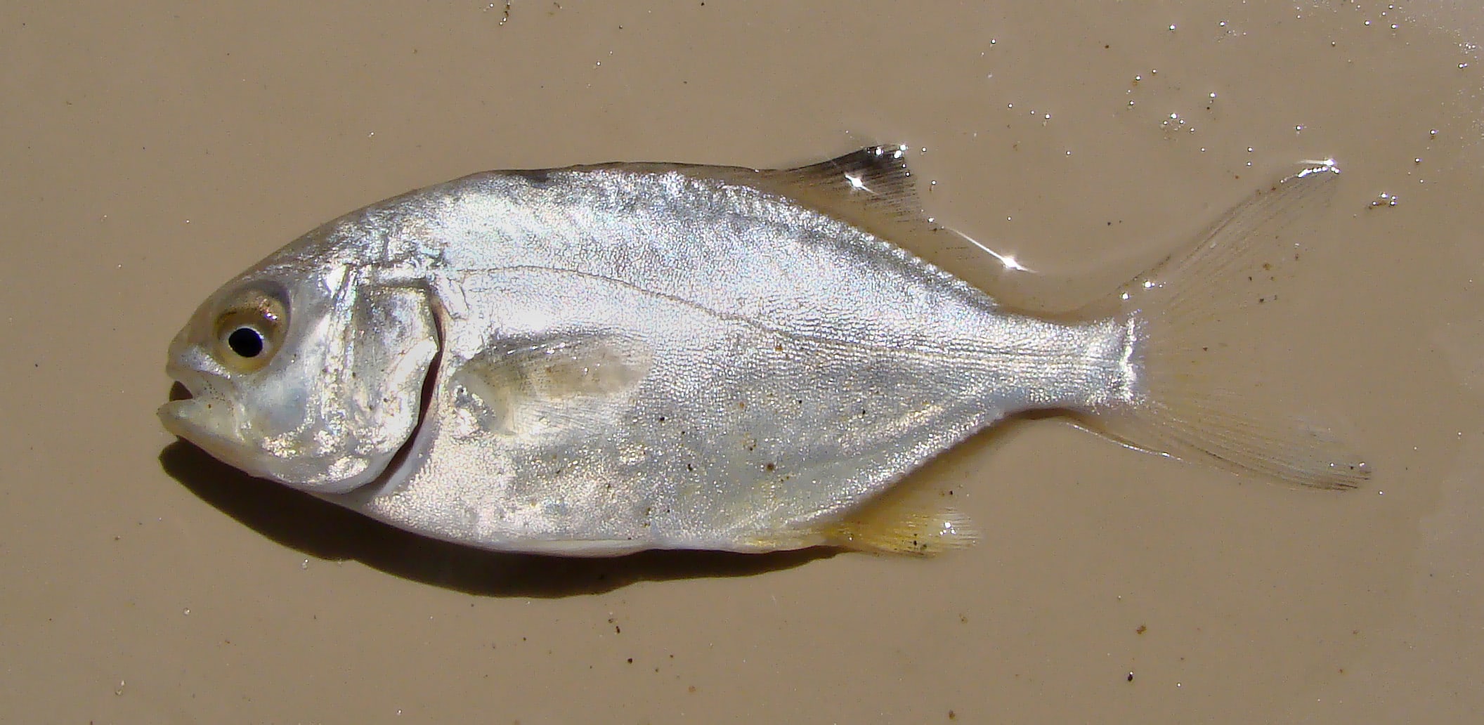 Florida pompano