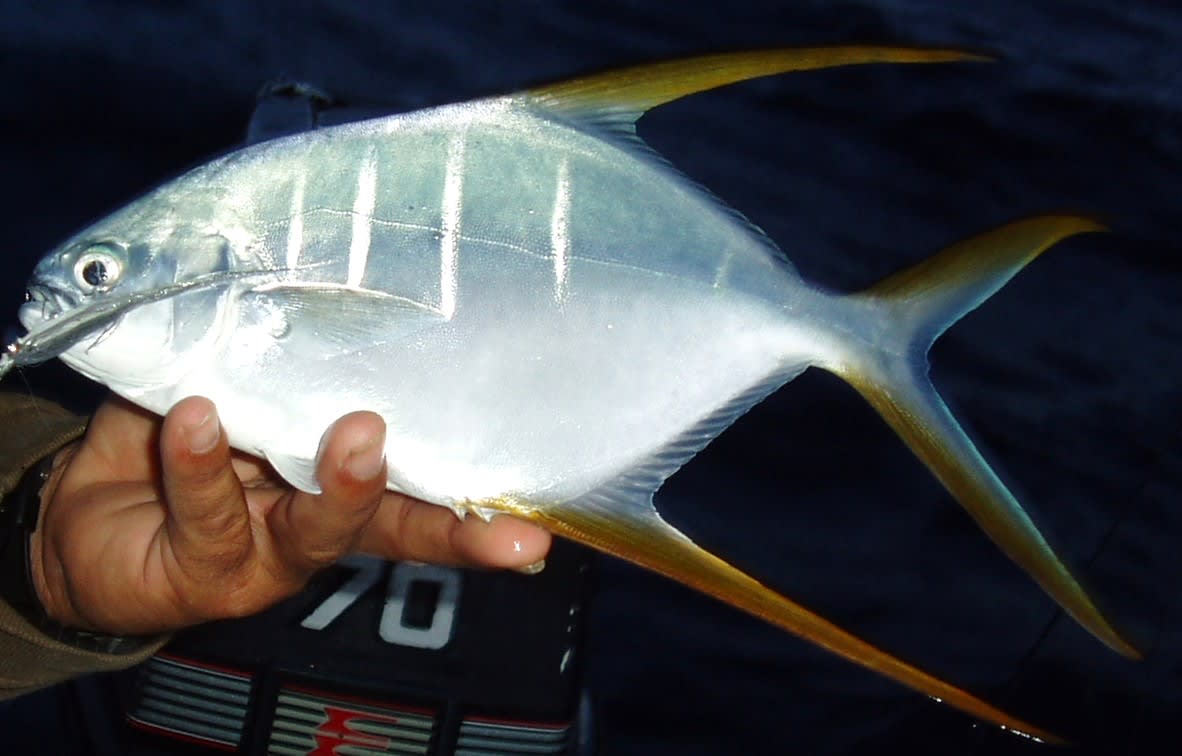 Gafftopsail pompano