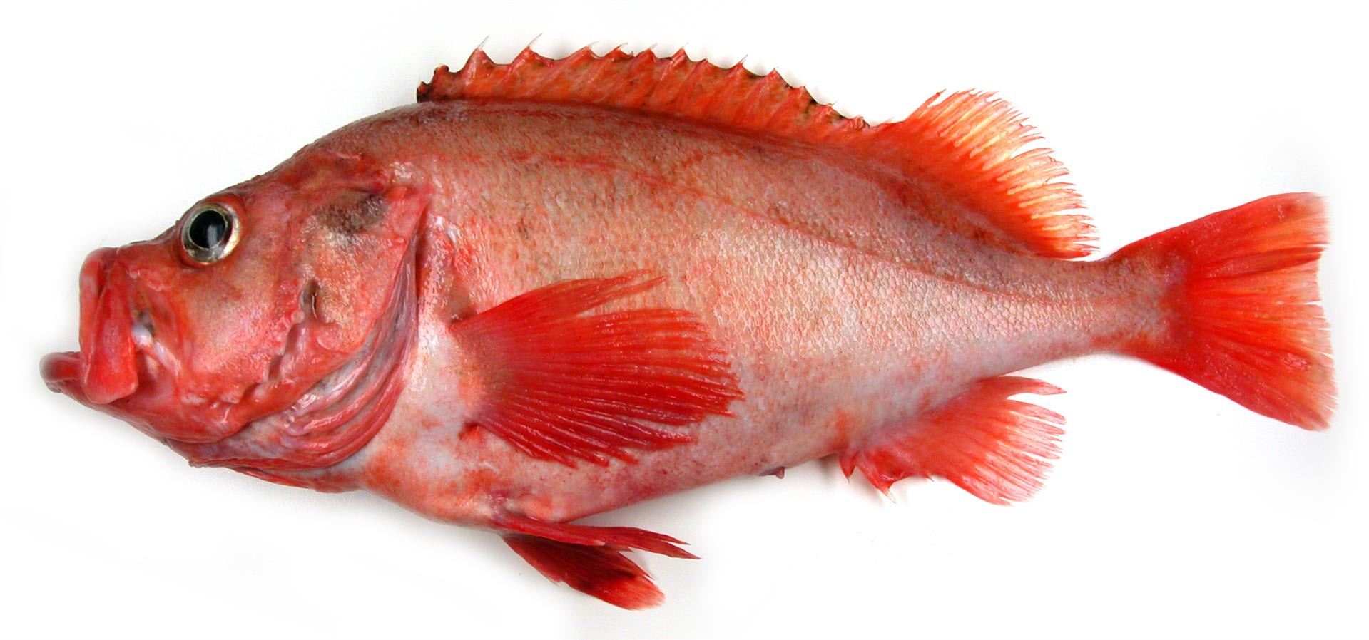 Golden redfish