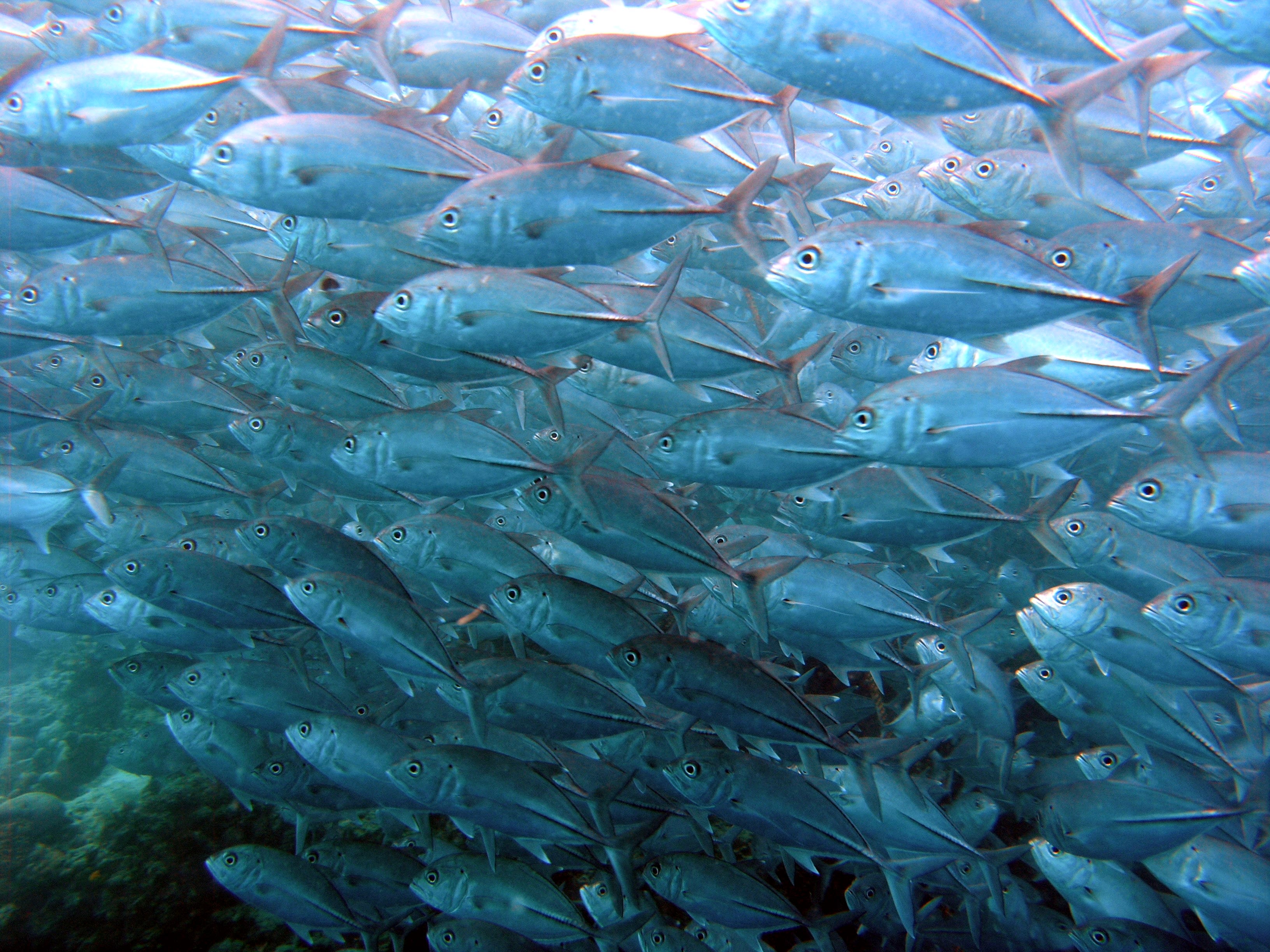 Giant trevally