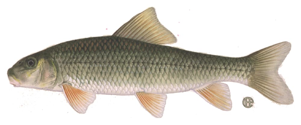 Golden redhorse