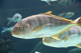 Golden trevally