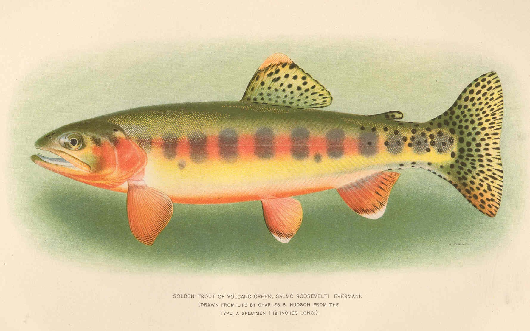 Golden trout