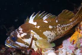 Gopher rockfish