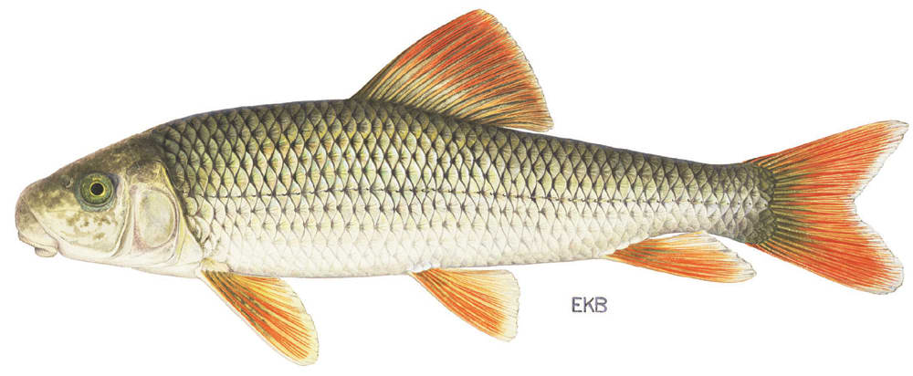 Greater redhorse