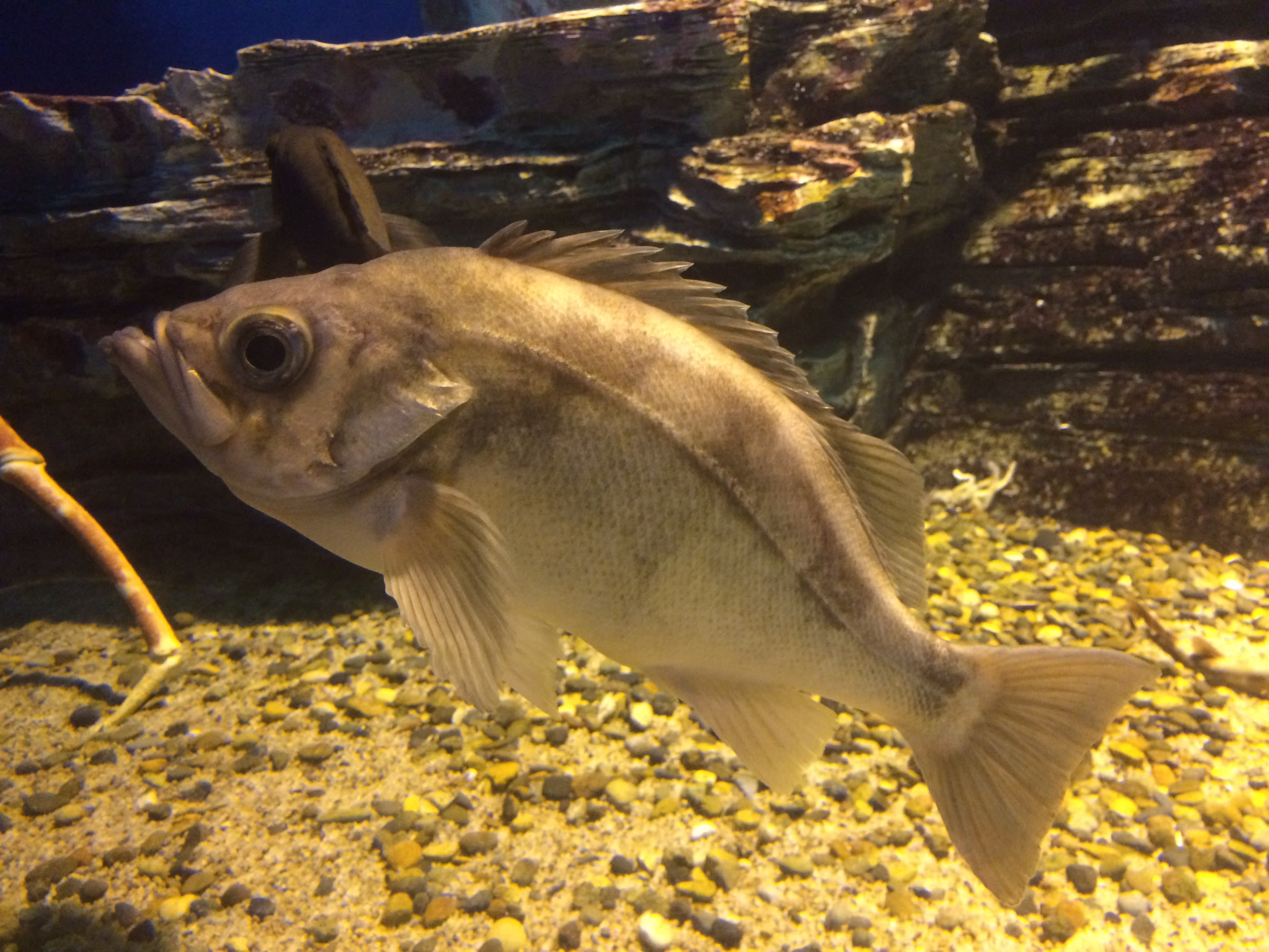 Goldeye rockfish