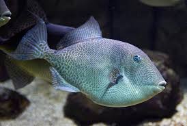 Grey triggerfish