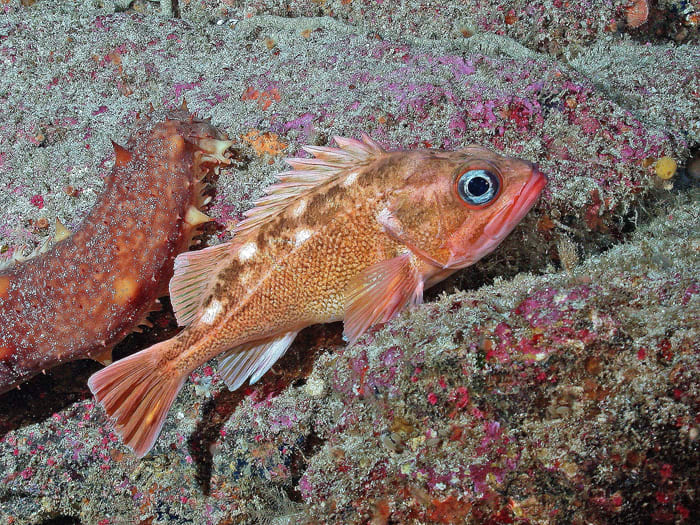 Honeycomb rockfish