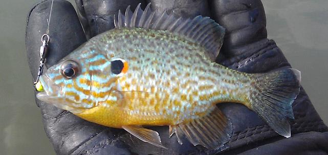 Hybrid sunfish