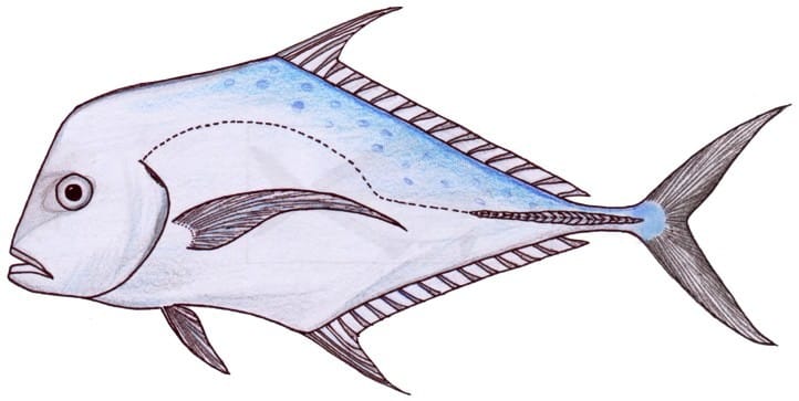 Indian threadfin