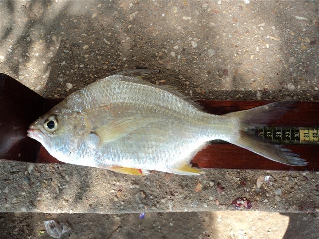 Irish pompano