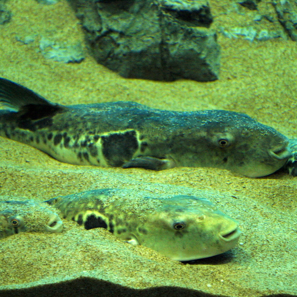 Japanese pufferfish