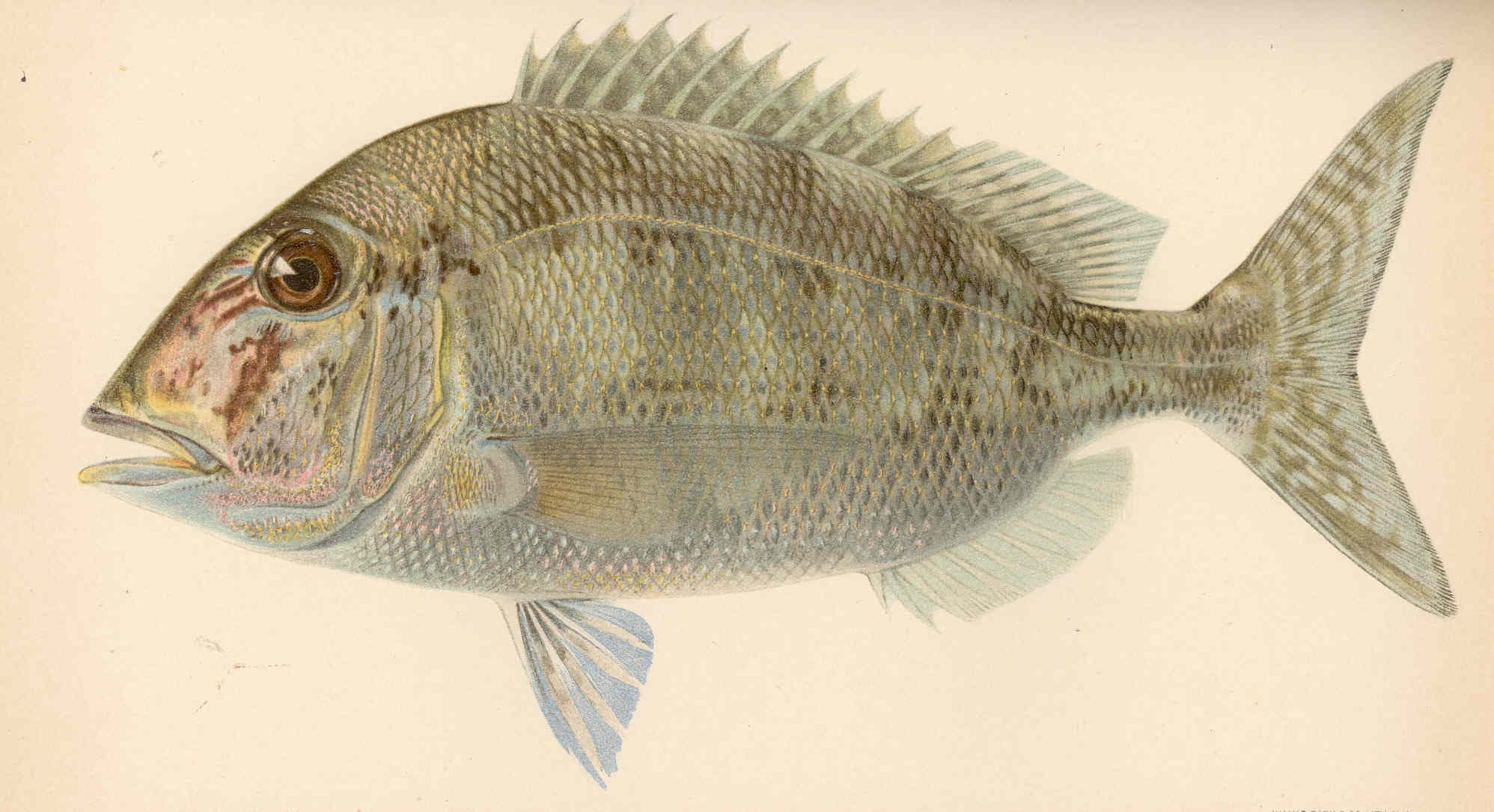 Jolthead porgy