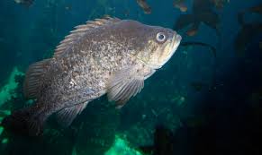 Kelp rockfish