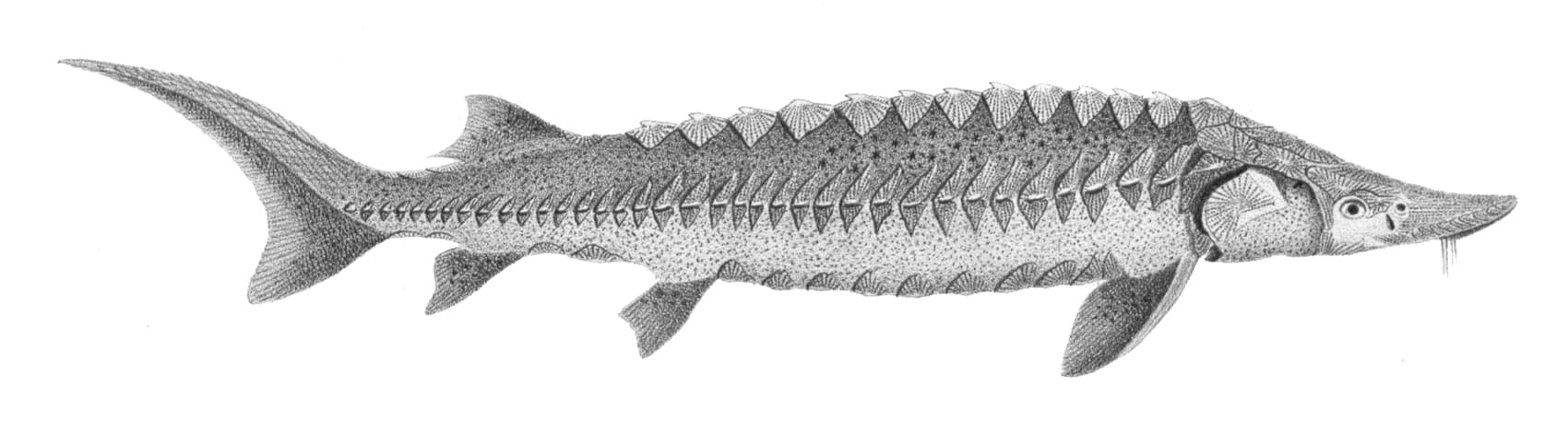 Lake sturgeon