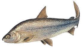 Lake whitefish