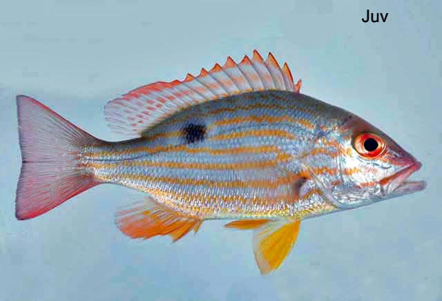 Lane snapper