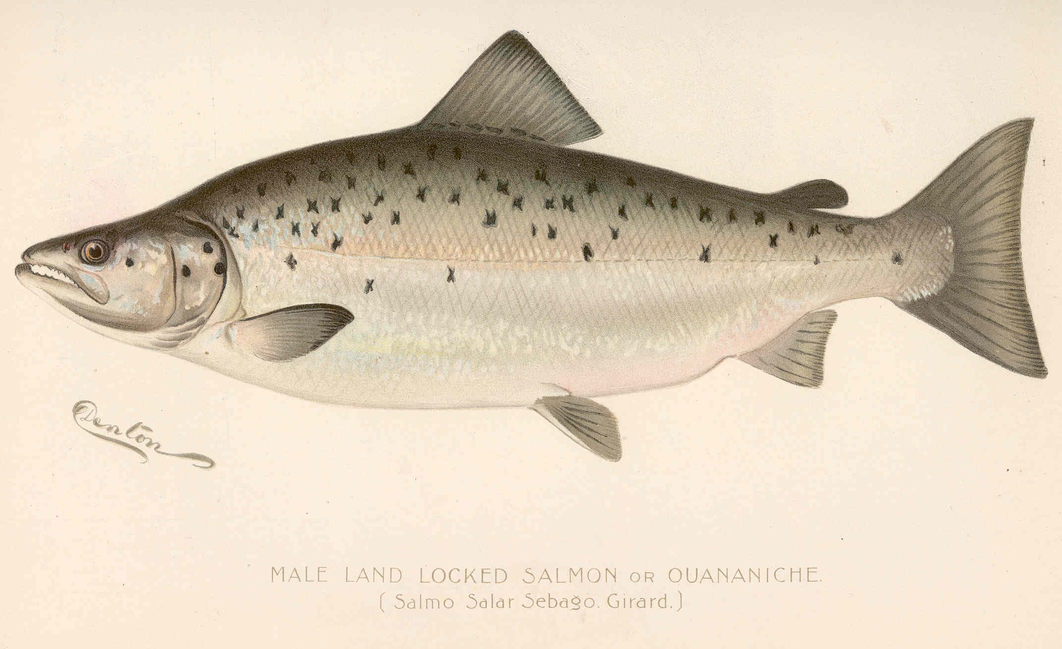 Landlocked Atlantic salmon