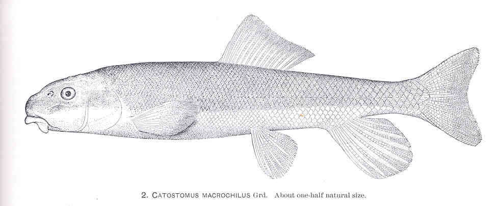 Largescale sucker