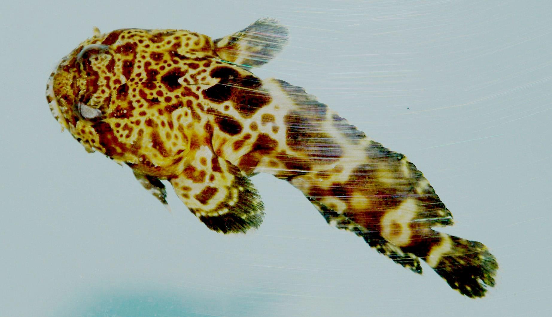 Leopard toadfish