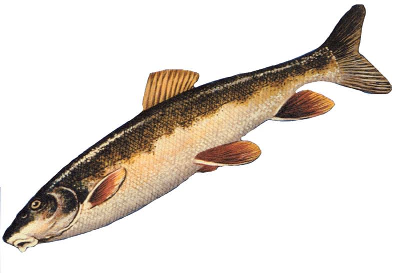 Longnose sucker