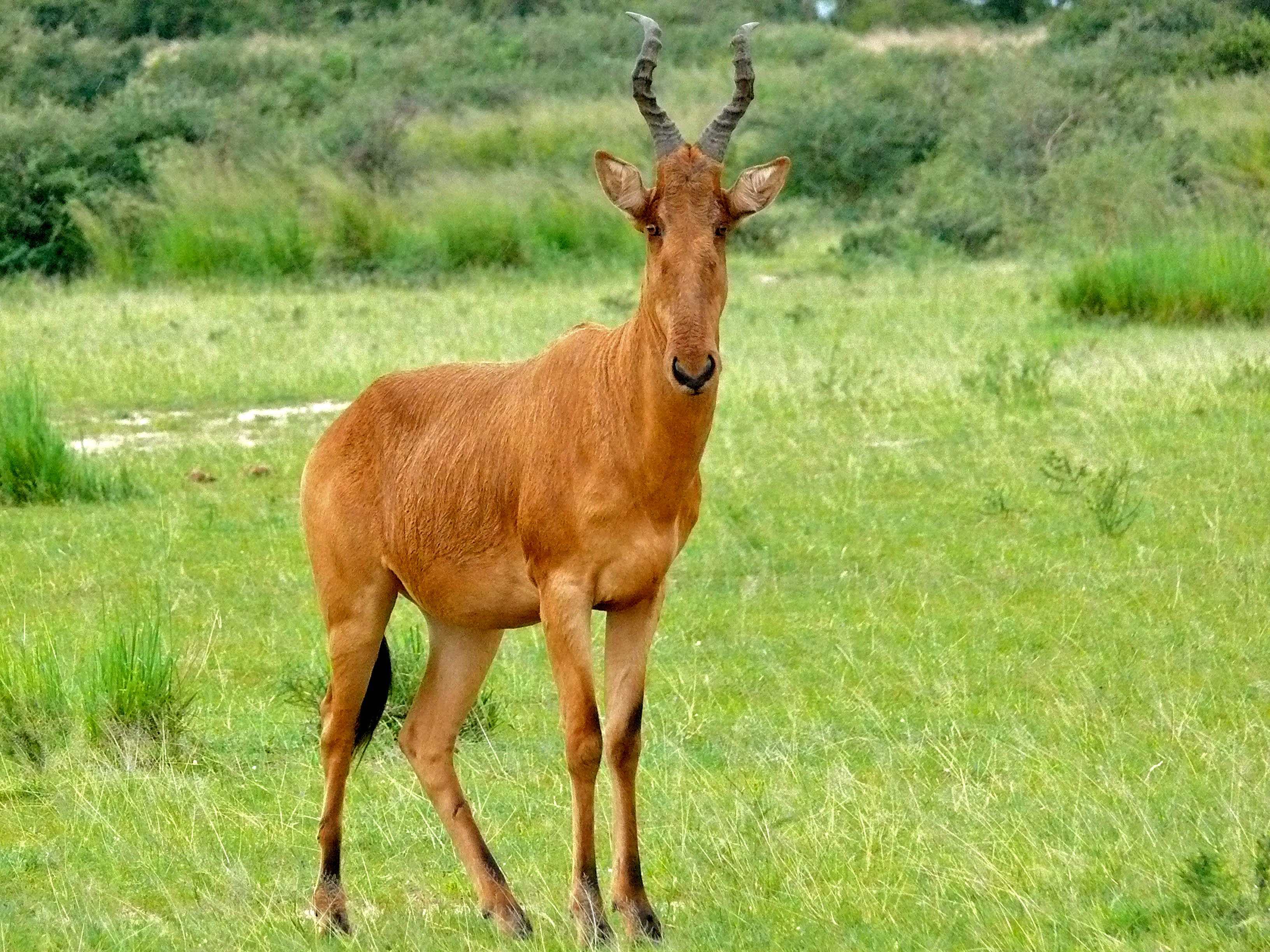 Lelwel hartebeest