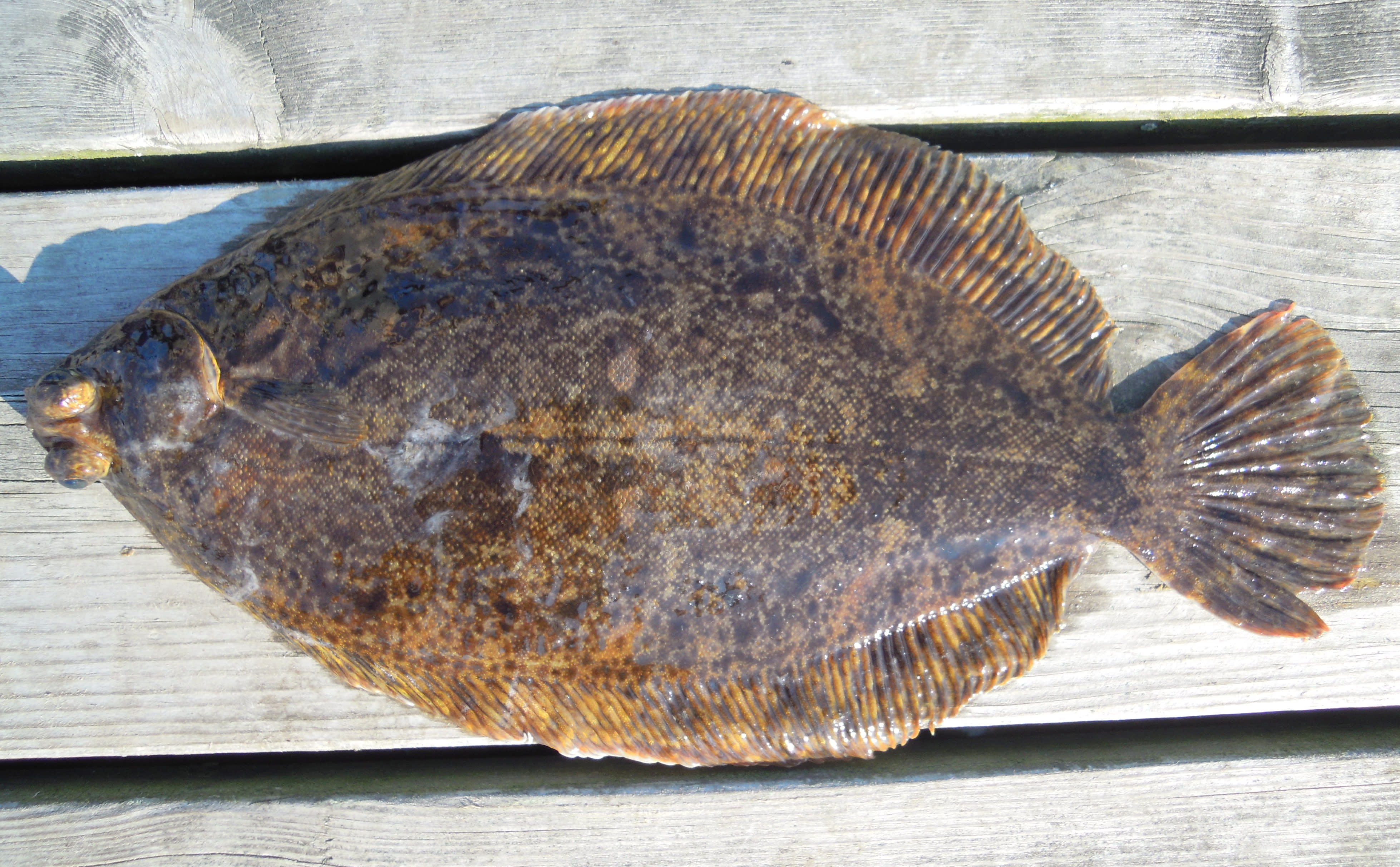 Lemon sole