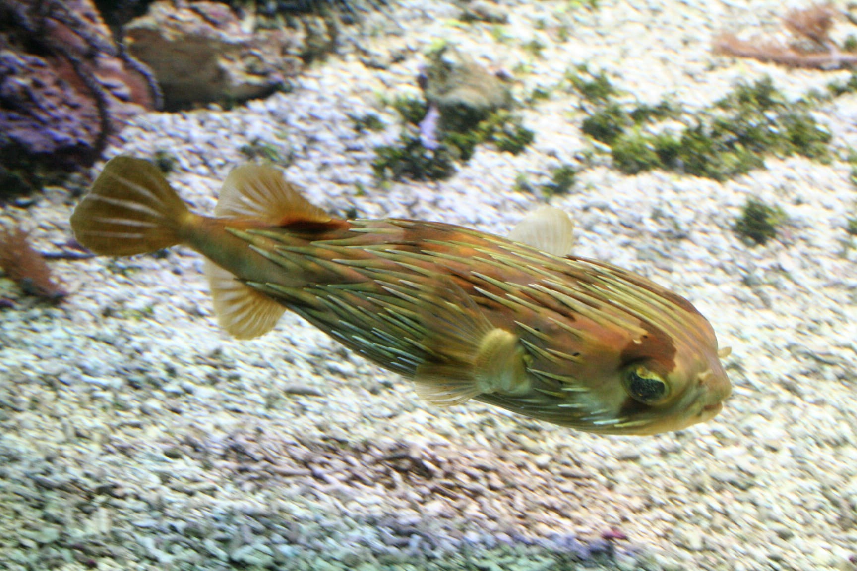 Long-spine porcupinefish