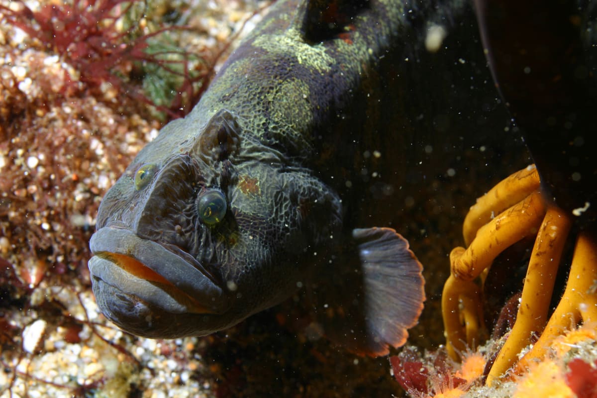 Monkeyface prickleback