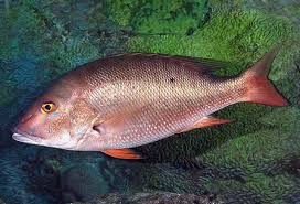 Mutton snapper
