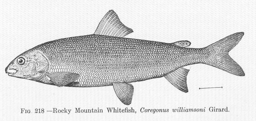 Mountain whitefish