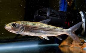 North African tigerfish