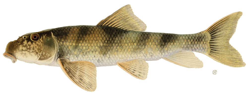 Northern hogsucker