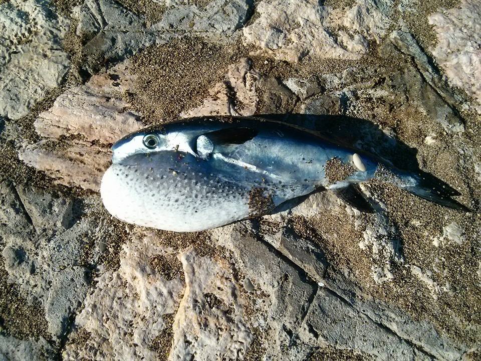 Oceanic puffer