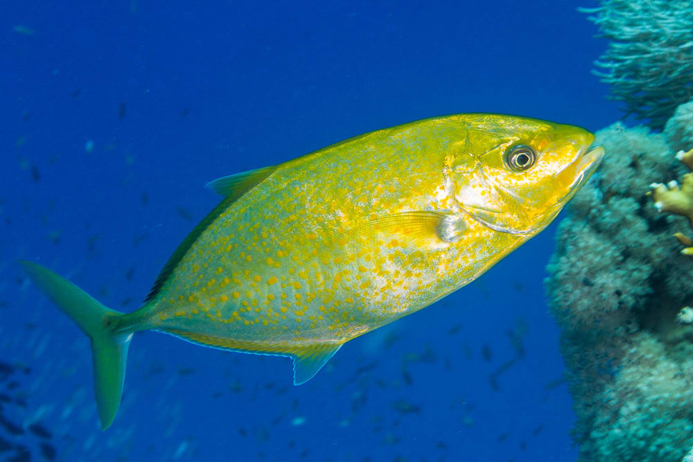 Orange-spotted trevally