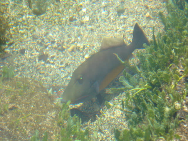Orangeside triggerfish