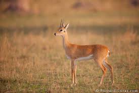 Oribi