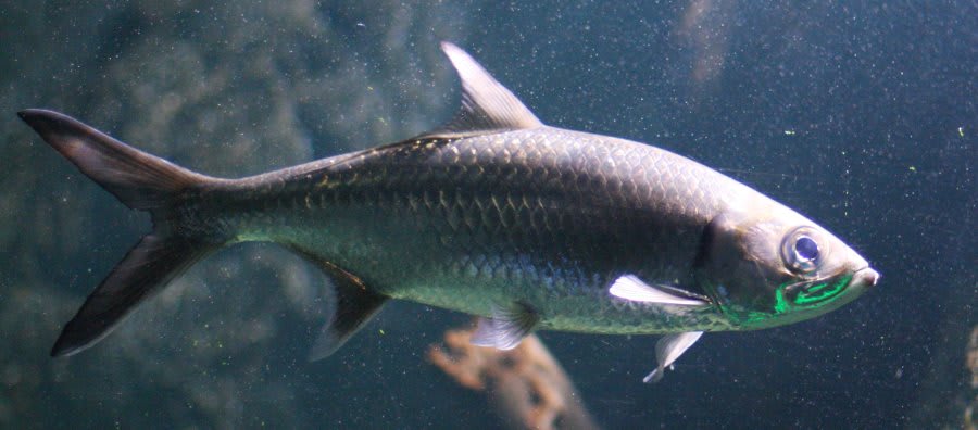 Oxeye tarpon