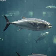 Pacific bluefin tuna