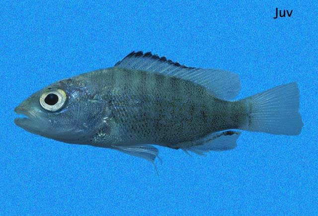 Pacific cubera snapper