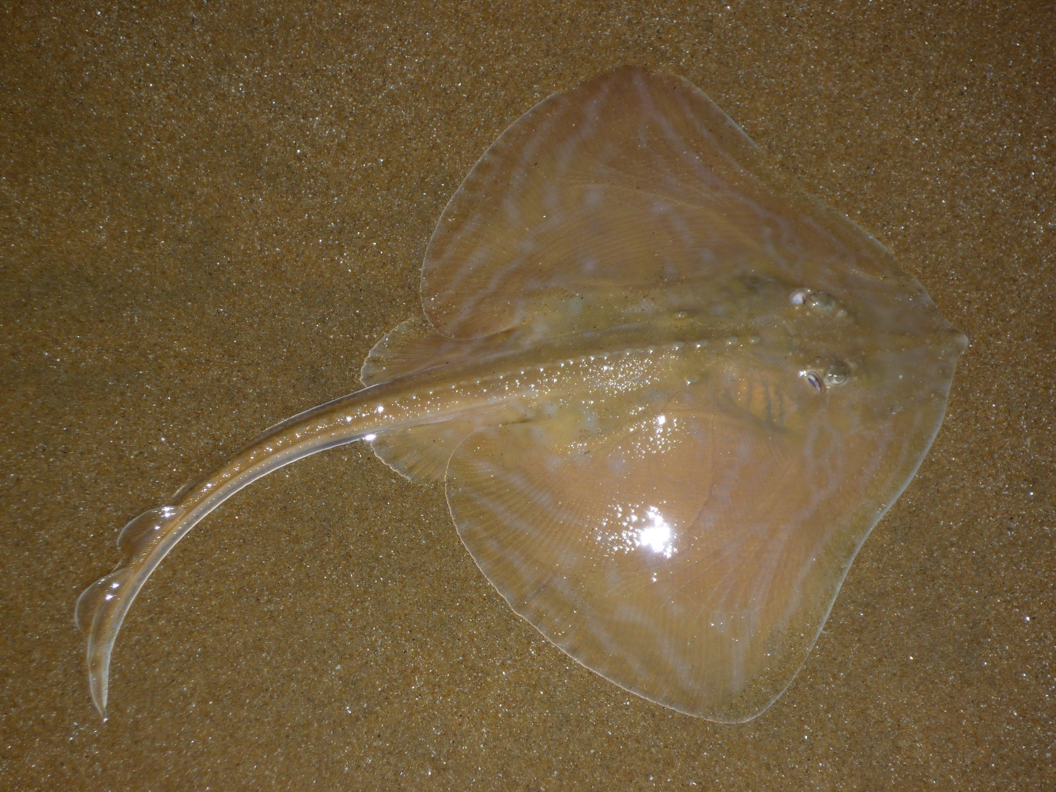 Painted ray